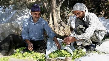تدوین نقشه راه زیتون، نیازمند همراهی دولت و حمایت مجلس