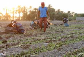 گسترش فقر کارگران روستایی با تهیه «طرح حذف حداقل دستمزد»