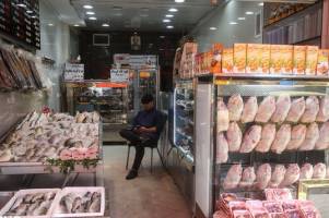 تولید مرغ افزایش یافت