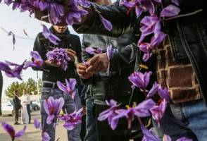 صادرات بیش از 252 میلیون دلار زعفران
