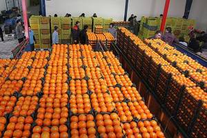 قیمت پرتقال شب عید ۳۱۰۰ تومان اعلام شد