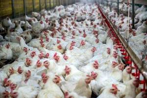 دلایل گرانی مرغ در بازار