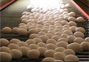 ارزانی مرغ و تخم‌مرغ با توزیع گسترده دولتی