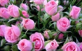 افزایش تقاضای گل در آستانه روز مادر