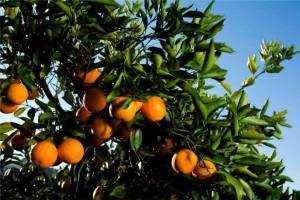 نیازی به واردات نارنگی نداریم