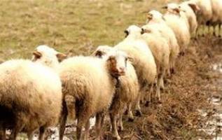 چقدر گوسفند داریم؟