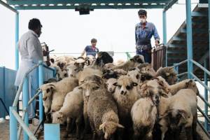 ترخیص ۱٣٨٠٠ رأس دام زنده رومانیایی از گمرک بندر امام