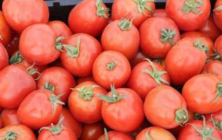 صعود دوباره قیمت گوجه‌فرنگی