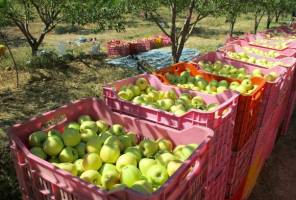 ممنوعیت صادرات سیب درختی و پرتقال لغو شد