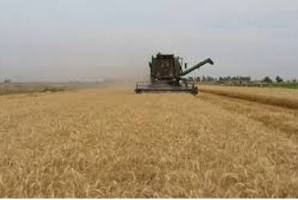 فقط۵ درصدمزارع گندم دچار خسارت ١٠٠ درصدی شد