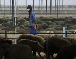 نیازمندی بالای کشور به مؤسسات تحقیقات تولید واکسن