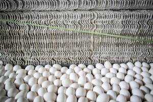 کامیون‌داران طلب «پشت بارنامه» می‌کنند که ارقام بالایی است