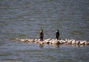 ۸۷ درصد از تالاب هورالعظیم آبگیری شد