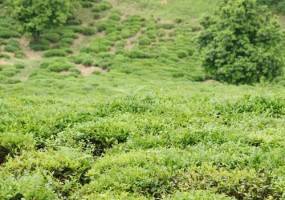 برداشت ۴۴ هزار تن برگ سبز چای بهاره