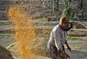 خودکفایی گندم امسال تکرار می‌شود