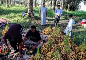 پیشنهاد حذف تعرفه صادرات خرما با پایان ماه مبارک رمضان
