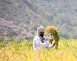 مصوبه محدودیت کشت برنج همچنان پابرجاست 
