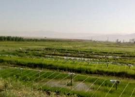 ممنوعیت کشت برنج در استانهای غیرشمالی ابلاغ شد