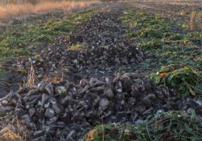 ضرورت توسعه کشت نشایی در تولید محصولات کشاورزی