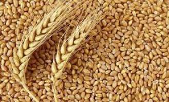برنامه روسیه برای جایگزینی صادرات محصولات کشاورزی به جای نفت و گاز