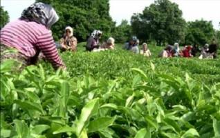 خرید ۶۳ هزار تن برگ سبز چای از کشاورزان