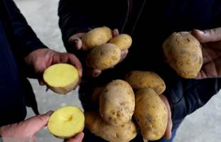 سیب‌زمینی چند نرخی و ترفندهای جدید برای گران‌فروشی