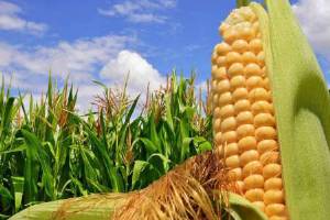 ضریب خوداتکایی ذرت دانه‌ای کاهش یافت