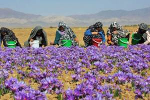 افت صادرات رسمی زعفران با افزایش قاچاق به افغانستان