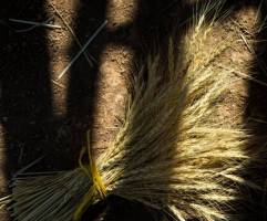 خرید تضمینی گندم از مرز ۷.۵ میلیون تن گذشت