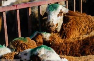 عرضه دام بسیار مناسب است