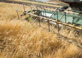 خرید تضمینی گندم به ۷.۷ میلیون تن رسید