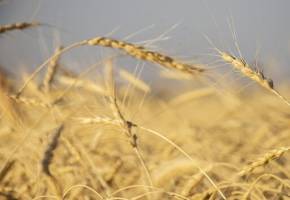 شمارش معکوس برای اتمام مهلت قانونی اعلام نرخ گندم