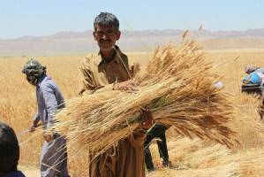 فساد گسترده در خرید تضمینی گندم