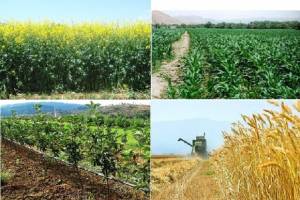 سه چالش بخش کشاورزی در سال ۹۸