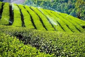 تولید بیش از ۲۵ هزارتن چای در کشور