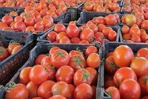 ۲۴۰هزار تن گوجه فرنگی از کشاورزان خریداری شد