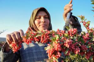 بانک توسعه تعاون ۳۵ هزار روستایی را سرکار گذاشت