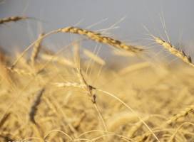 جبران کاهش سطح زیرکشت گندم در استانهای گرمسیری