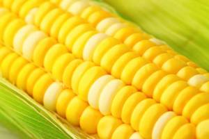 ذرت‌های آلوده تعیین تکلیف شد