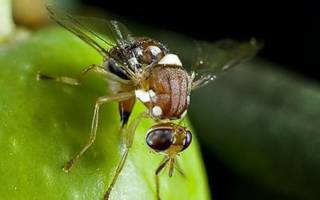 کرم مرکبات آسیبی به انسان نمی‌زند