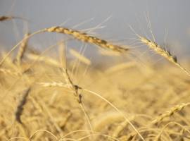 بنیاد ملی گندمکاران کاهش سطح زیرکشت گندم را تائید کرد