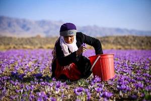بسته بندی زعفران در ایران به مراتب از اروپا بهتر است