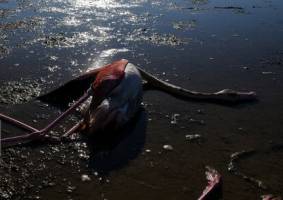 علت تلف شدن پرندگان میانکاله به‌زودی مشخص می‌شود