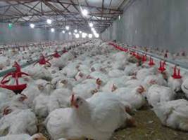 تورم تولیدکننده مرغداری های صنعتی ۱۷درصد کاهش یافت