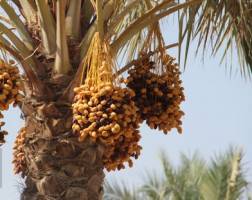 وضع عوارض بر صادرات خرما