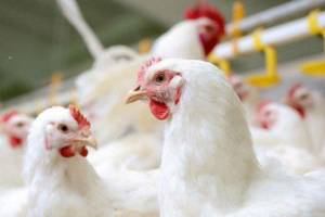 واکنش تولیدکنندگان به استفاده از تریاک در مرغداری ها