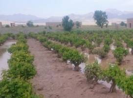 ۱۹ هزار میلیارد ریال غرامت به کشاورزان سیل زده پرداخت شد