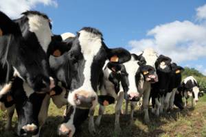 ۴.۷ میلیون راس گاو و گوساله در بهمن‌ماه ثبت شد