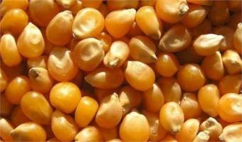 پیشنهاد وزارت جهاد کشاورزی برای عرضه ذرت و جو در بورس کالا