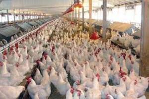 کاهش ۳۵۰۰ تومانی تعرفه صادرات گوشت مرغ
